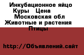 Инкубационное яйцо Куры › Цена ­ 100 - Московская обл. Животные и растения » Птицы   